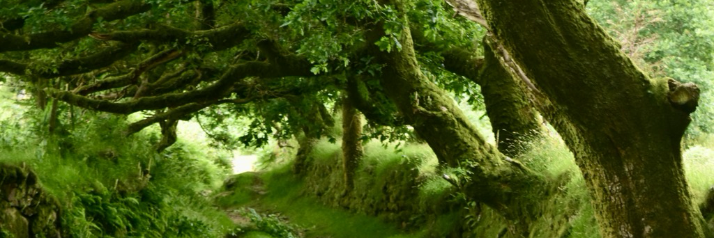 Rachelburch's profile header