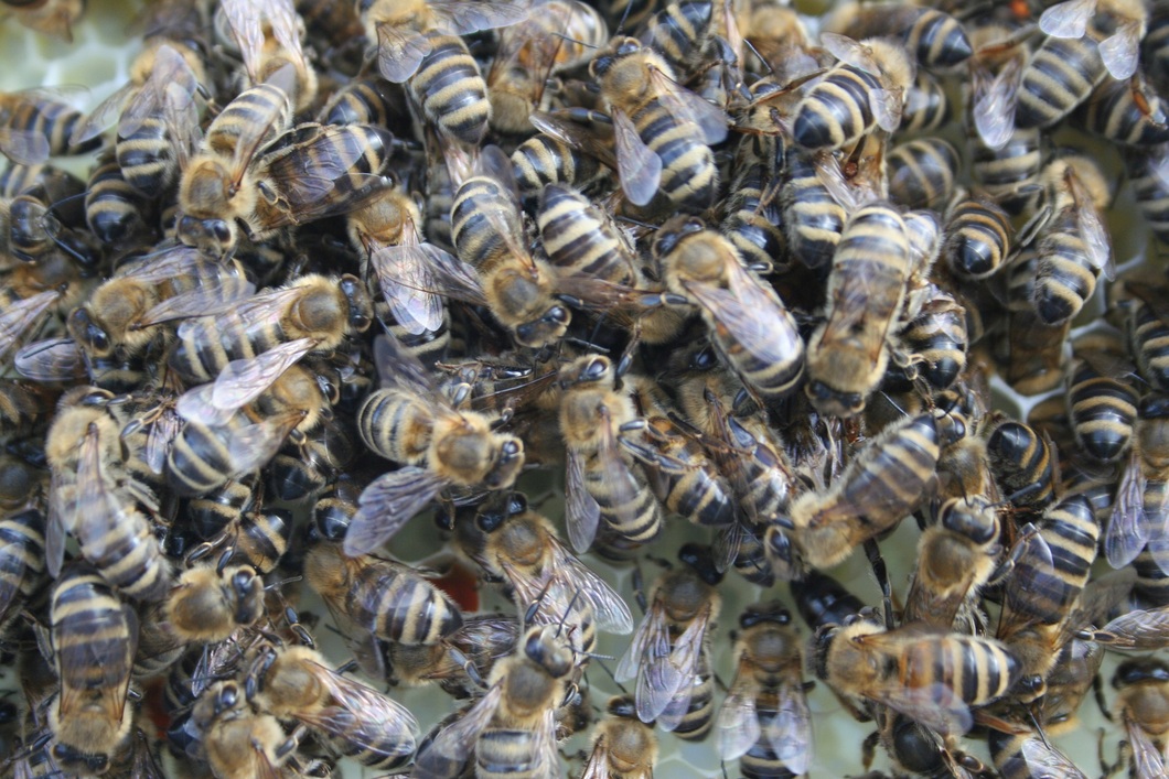 Dreimling's profile header