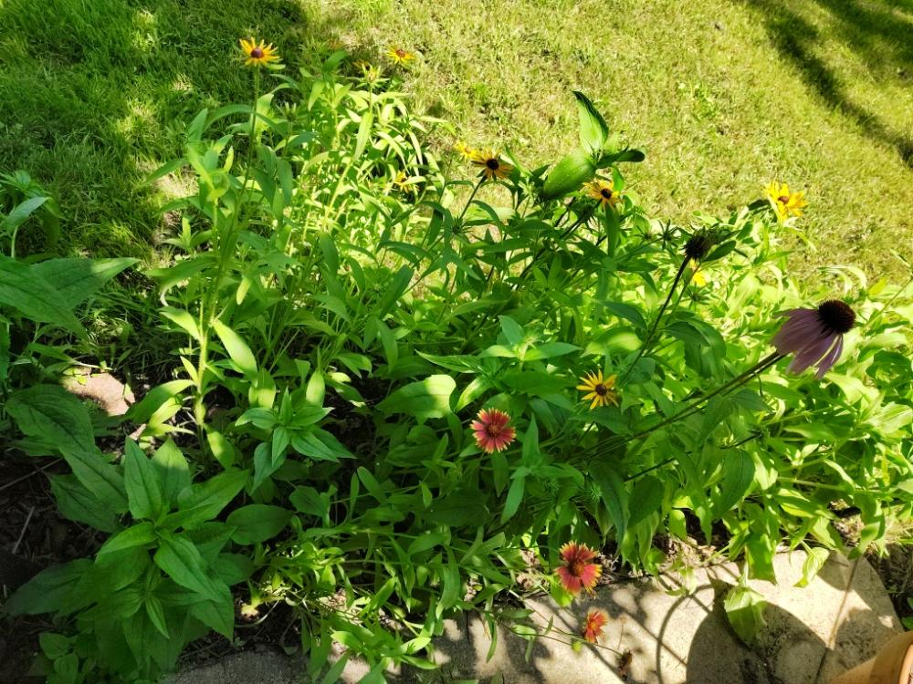 Elleaster's profile header