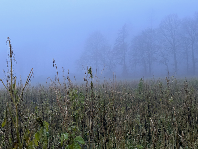 moonmoth's profile header