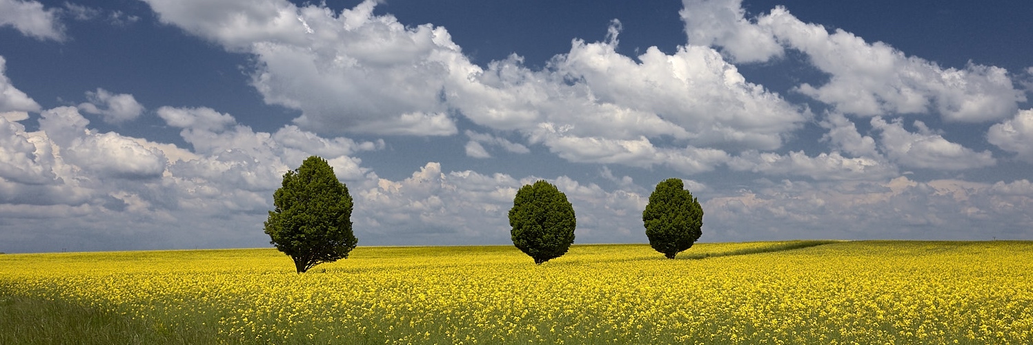 TomaszSusul's profile header