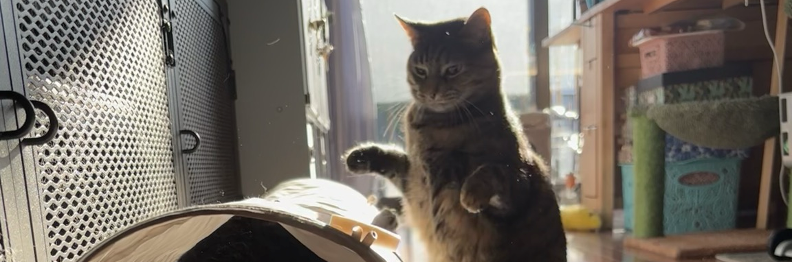 metaloid_maniac's profile header