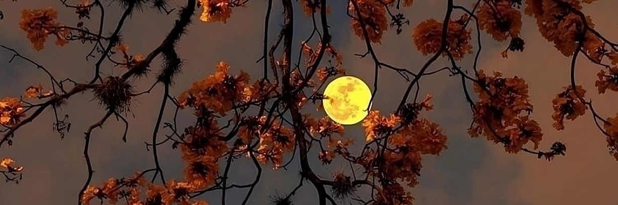 leshenz's profile header