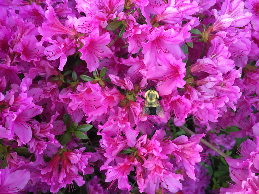 dulcedemon's profile header