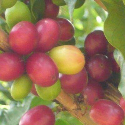 mediopocillo's profile header