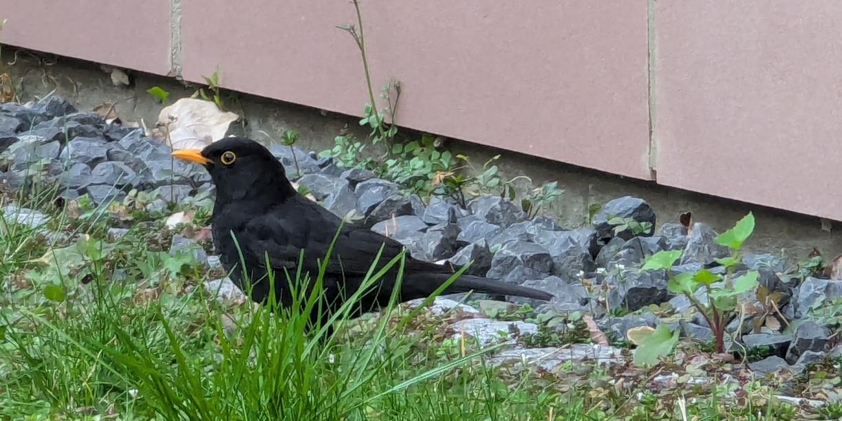 taimont's profile header