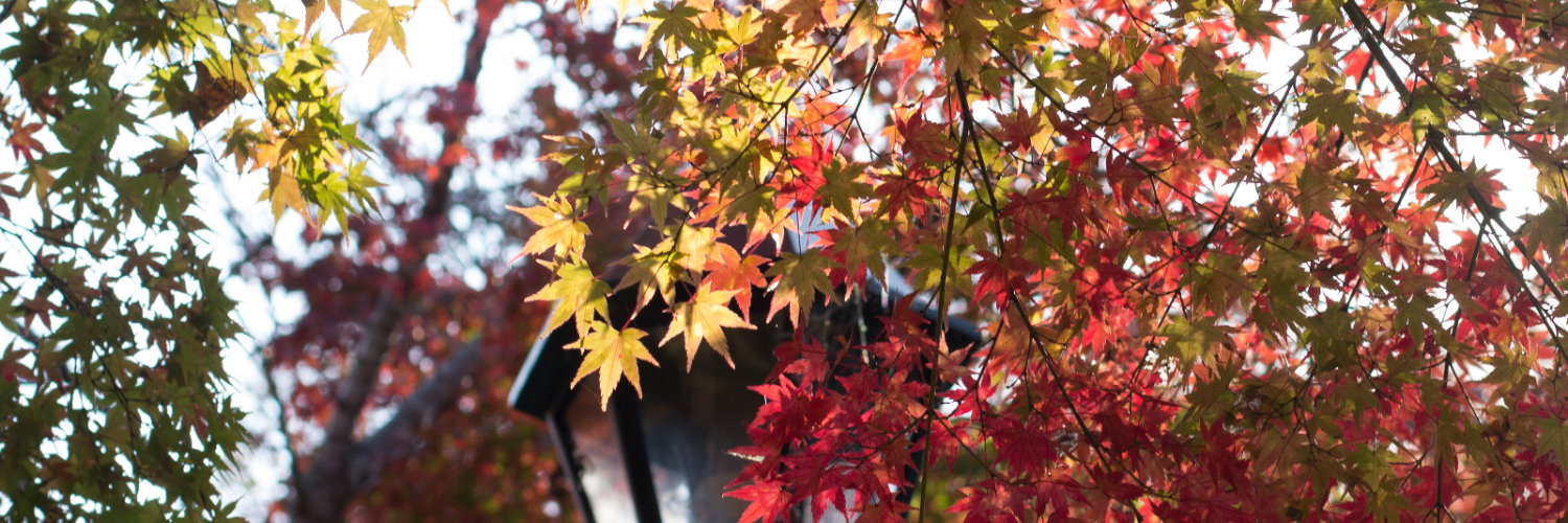 heike's profile header