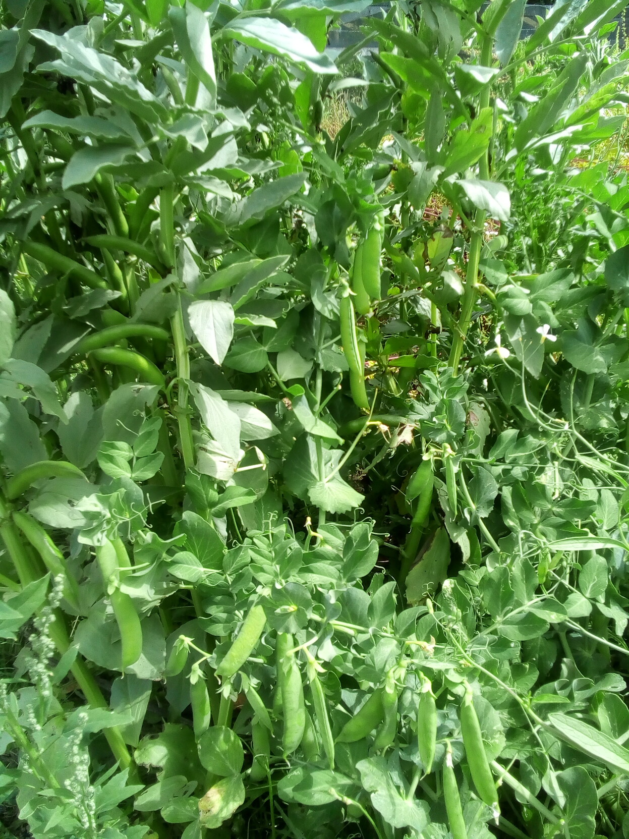 Peas plants in fruit in front of broadbean stalks also with pods.