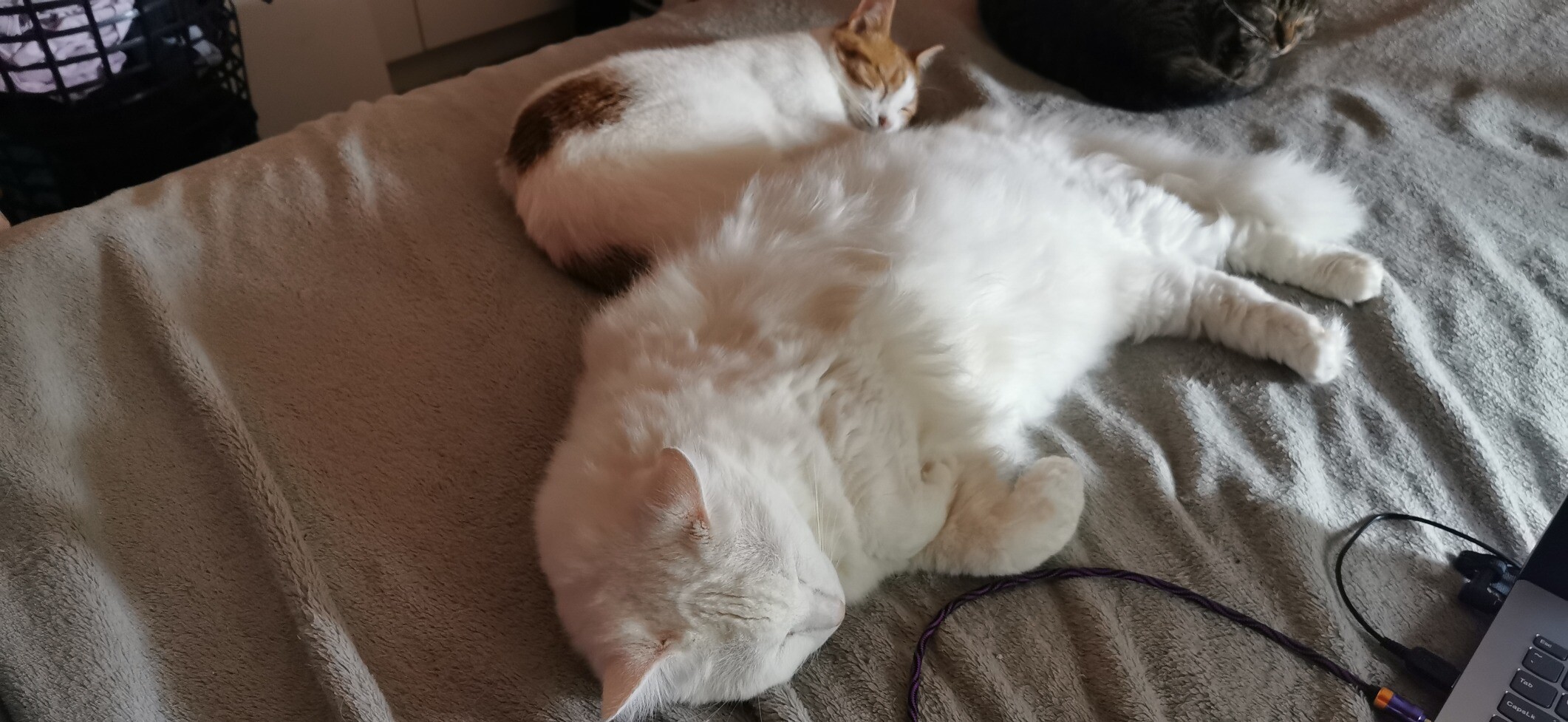 Two cats on a grey blanket. One is a huge white floofmonster and the other is a small white and ginger kitty. 