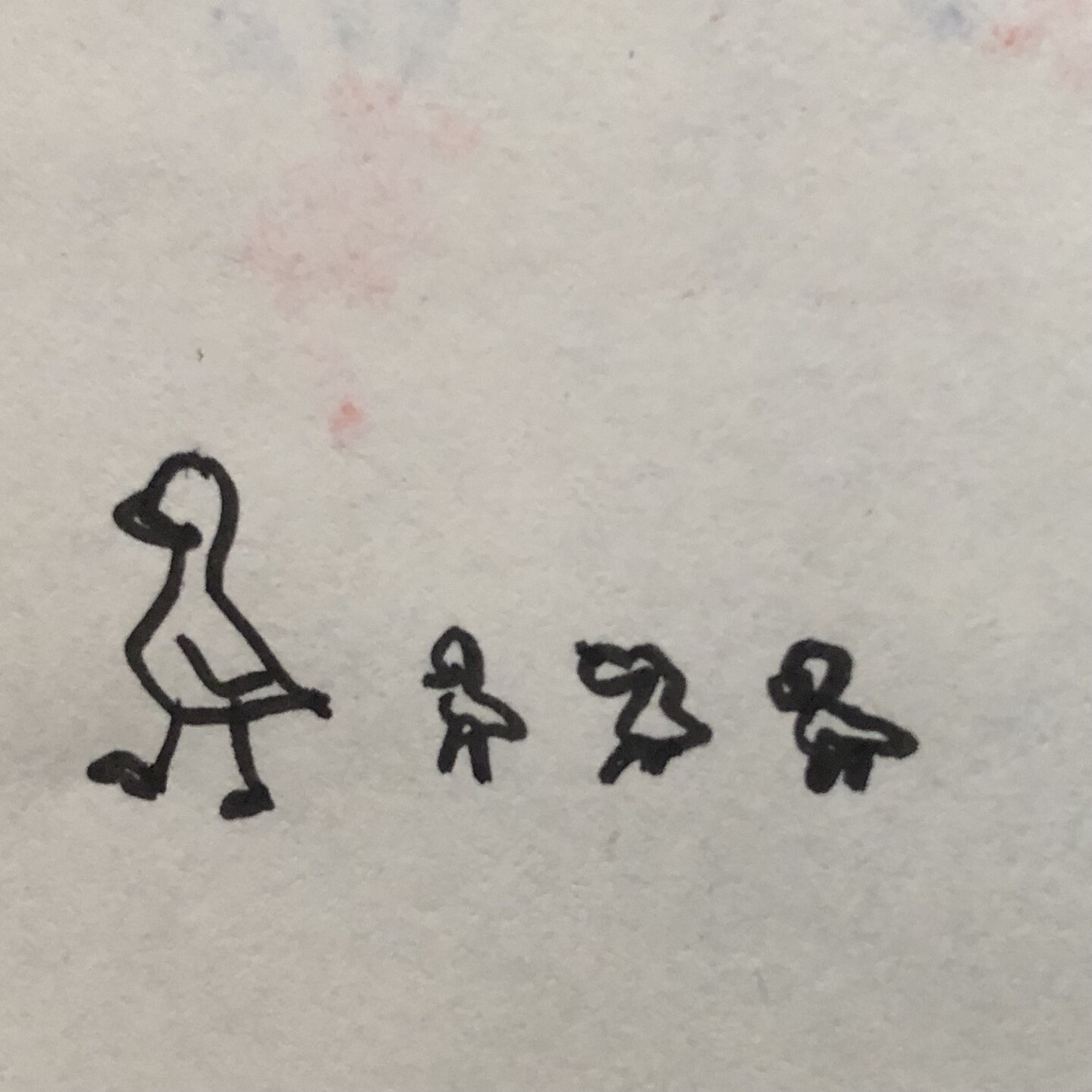 Poorly drawn mama duck followed by 3 poorly drawn ducklings.