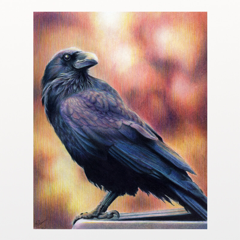 A coloured pencil closeup of a raven. The background is a soft smoky mix of oranges, yellows, pinks an purples, and the black feathers of the raven are highlighted with blues, purples and pinks.