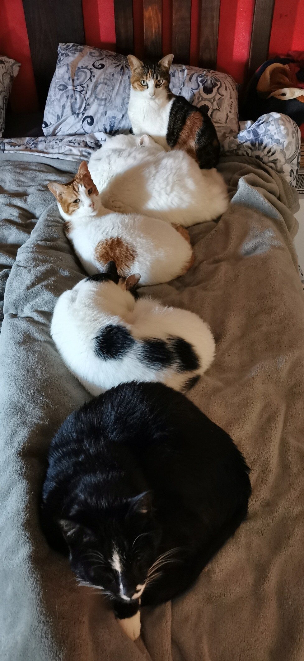 Five cats on a bed. They're lying in a straight row down the side of the bed. 