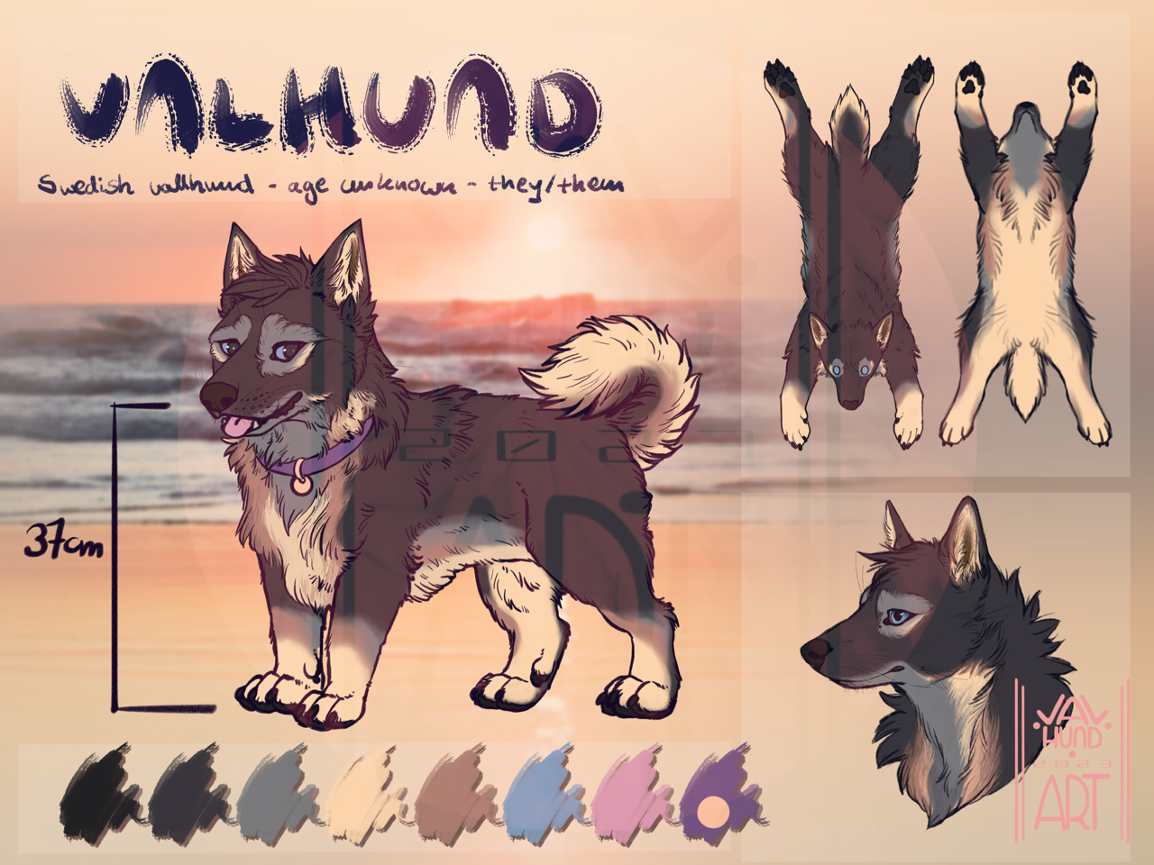 Reference sheet of a Swedish vallhund character. A small grey and cream colored dog with a personality. 