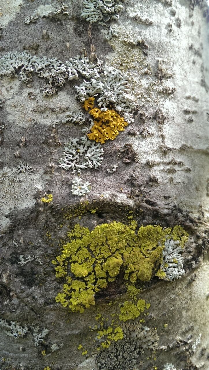 Some colorful lichens on a tree bark. 