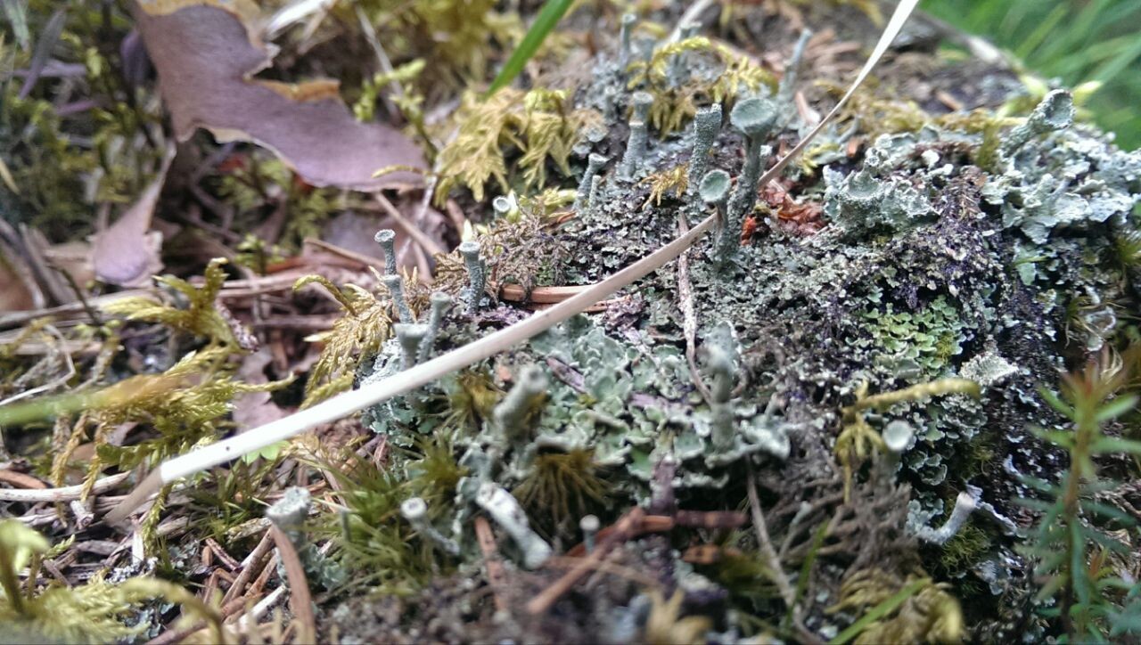 Some pretty lichens with little cups. 
