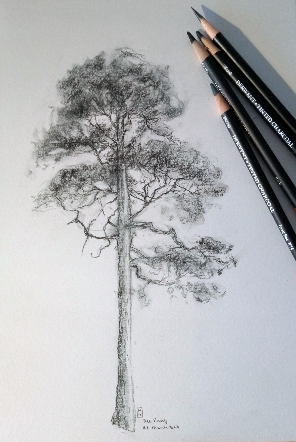 Beach Tree, Drawing by Shweta Mahajan | Artmajeur