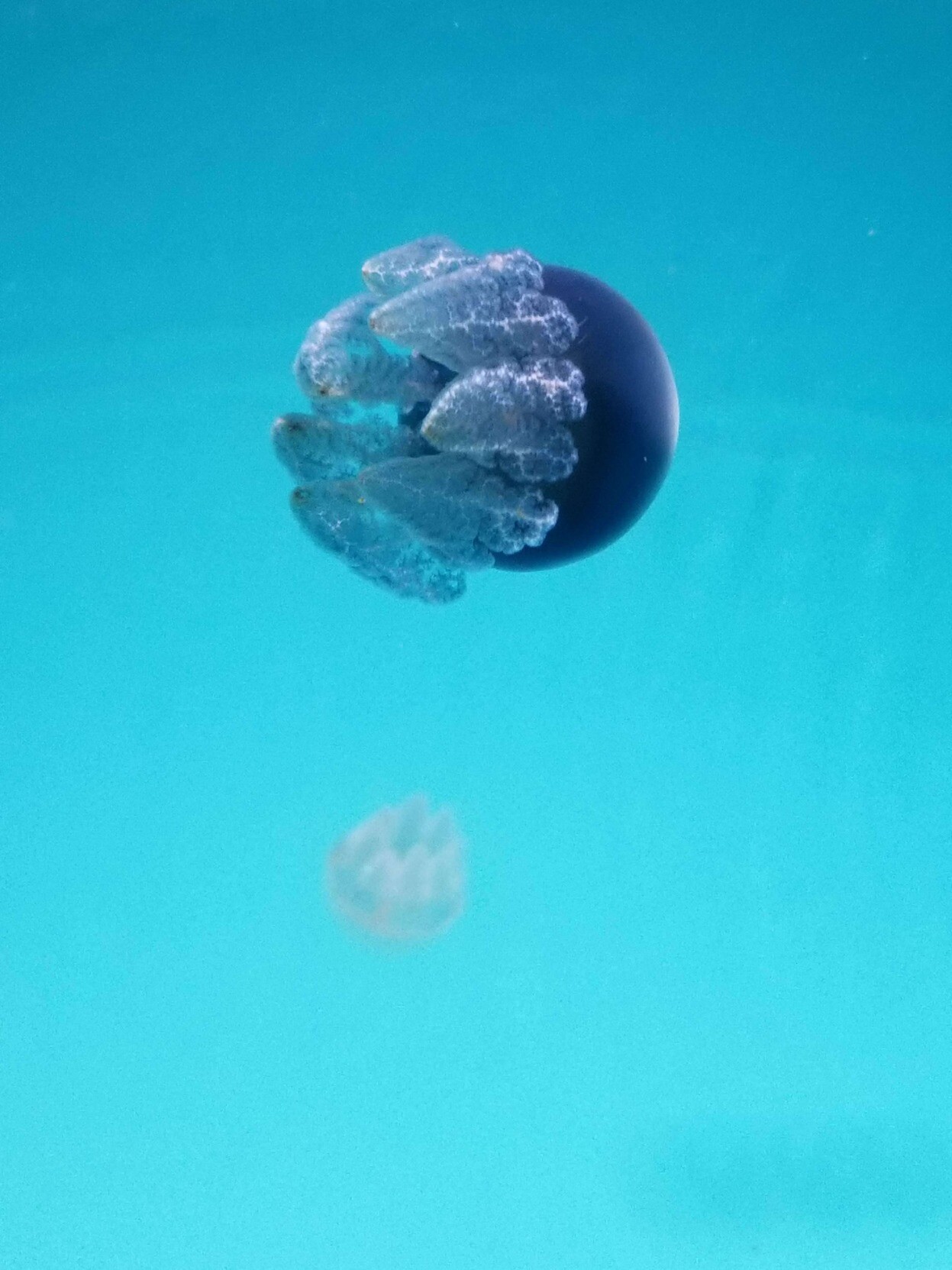 Lagoon Jelly