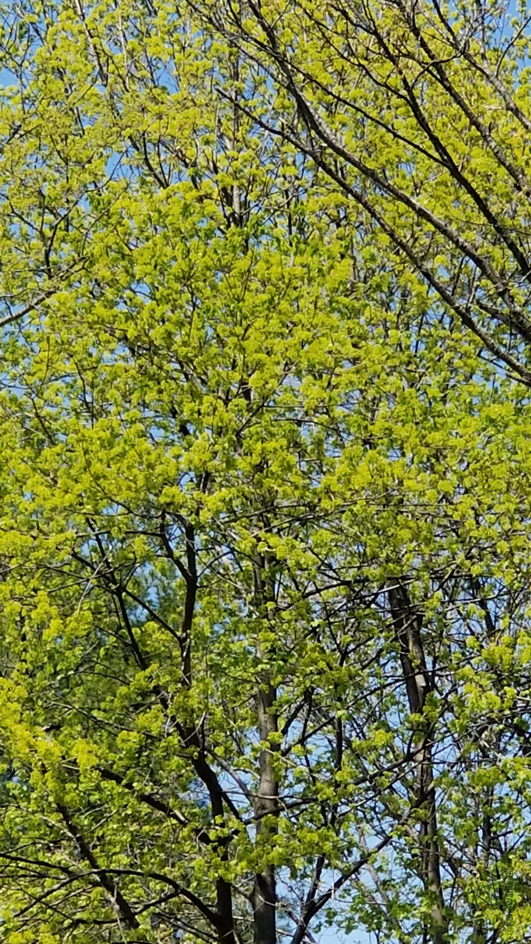 Brightest Green Tree
