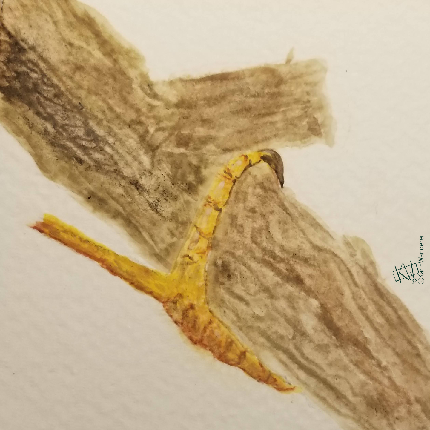 Watercolor branch with a bird of prey's talon clutching it (rest of bird is not pictured).