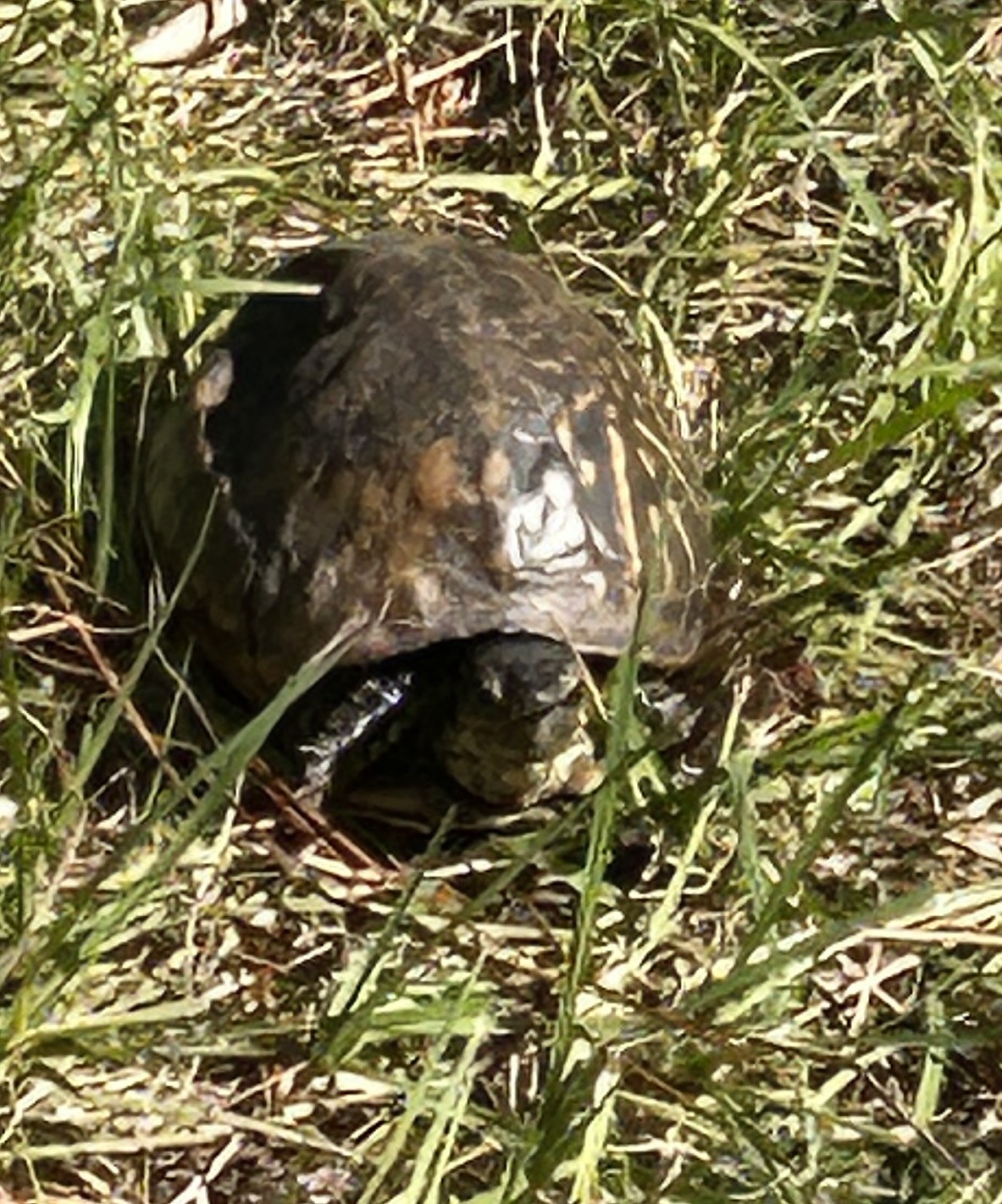 Florida box turtle seen today in Jacksonville, Florida