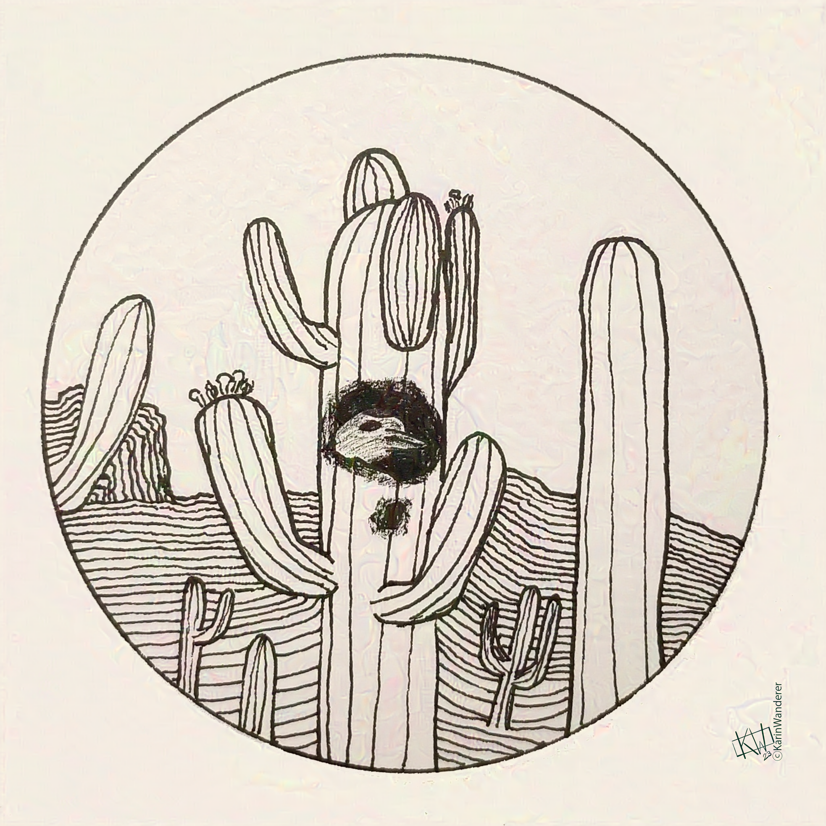 Line art of a cactus wren resting in a hole in a saguaro cactus.