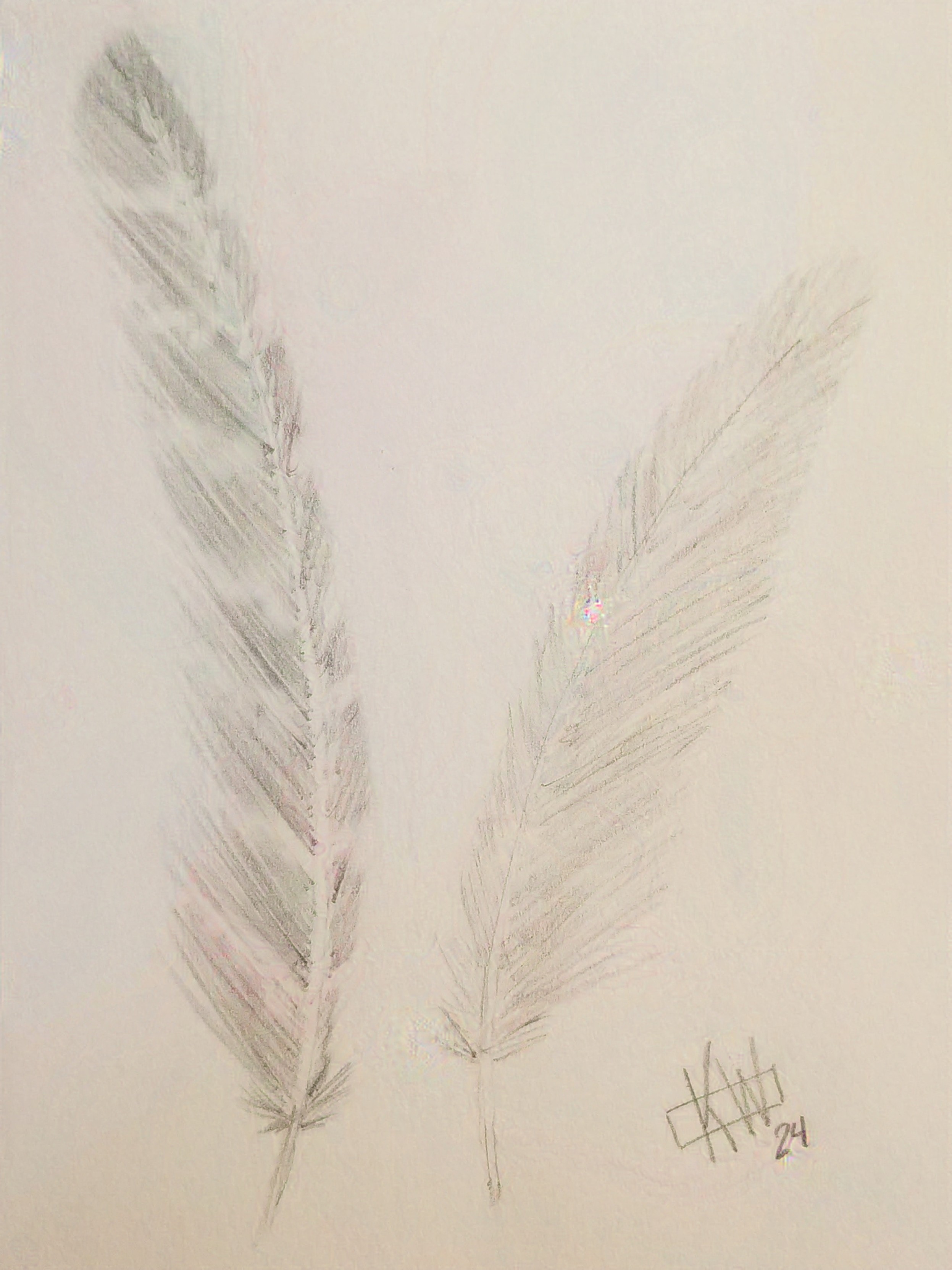 Pencil sketches of 2 long feathers.