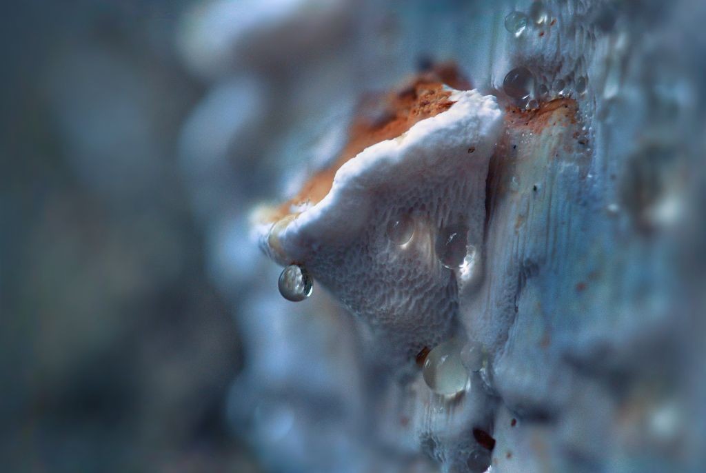 photo of a fungus growing on a piece of wood. Drops of mousture like pearls hangig on it 