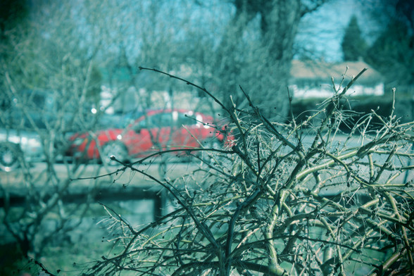 In the foreground, close-up, are the fine bare branches of Siberian Pea Shrub. In the background, in a soft blur, is a red car parked in the neighbouring driveway.