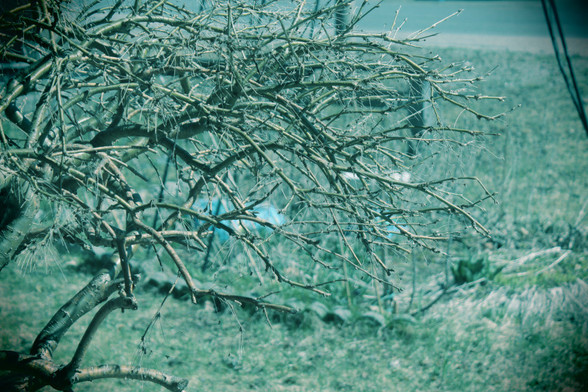 In the foreground, close-up, are the fine bare branches of Siberian Pea Shrub. In the background, in a soft blur, is a front lawn.