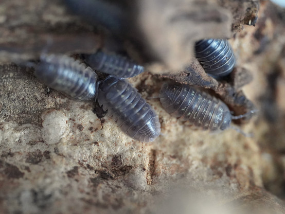 A handful of Armadillidium depressum isopods huddled together, showing very faint yellow spots on their back.