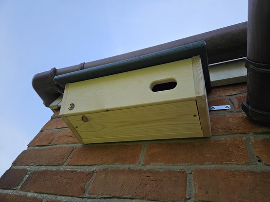 A wooden bird box for swifts, attached to a red brick wall just below the drains surrounding a house. 
