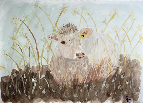 Watercolor and acrylic painting of a cow among grasses. Browns, creams, and yellows with a gray-green background. The cow is lying in the grass looking toward the viewer with its head turned, and has a yellow ear tag bearing the number “77.”