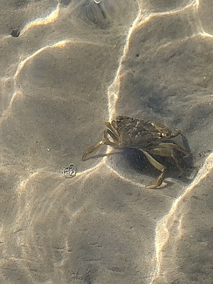 En krabbe i det lave vand. Her let forvrænget af forskellige linseeffekter i vandet