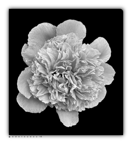 Schwarzweißfotografie: gefüllte Blüte einer Pfingstrose, ausgeschnitten auf schwarzem Hintergrund 