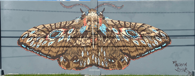 Murals of Islandview - Allison Scout
A large brown and tan furred, blue and orange speckled Moth with its wing spread wide open.