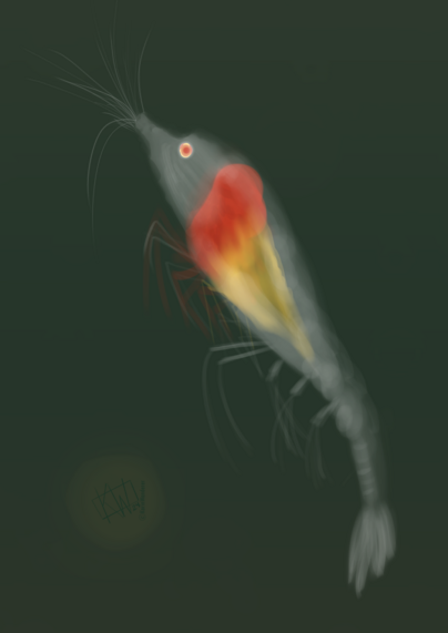 Digital drawing of a translucent shrimp with bright red & yellow innards, just swimming around having a lovely day.