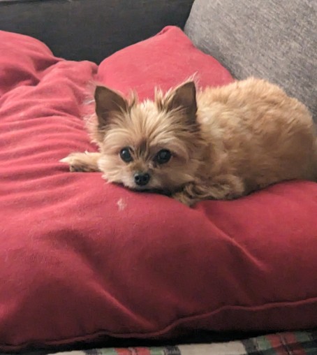 A yorkie dog on a red pillow.