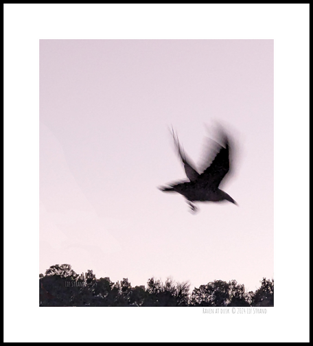 The blurred silhouette of a raven flying against a pale mauve sky