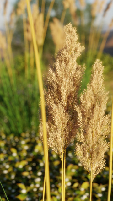 close up rendering of the plume of a pampas grass.