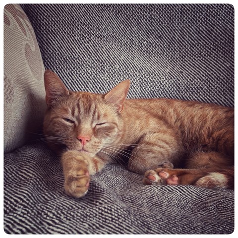 Square colour photo of a ginger cat, half asleep on a sofa with his head resting on a front paw
