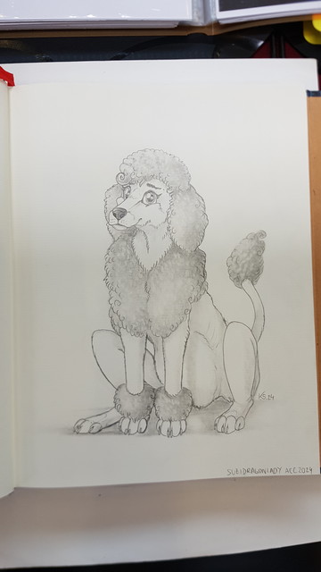 A pencil drawing of a Poodle sitting and looking a bit frightened at the viewer.