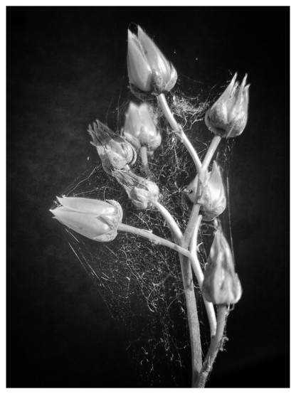 A black and white smartphone close-up photo of the small flowers from a succulent against a black background. The flowers are encased in a tiny spider's web.