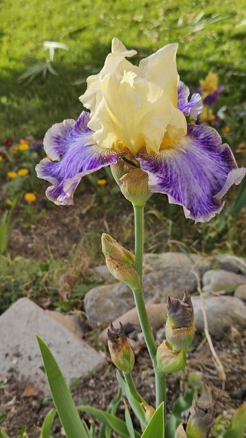 Yellow/violet iris, var. Rhizome Cowboy
