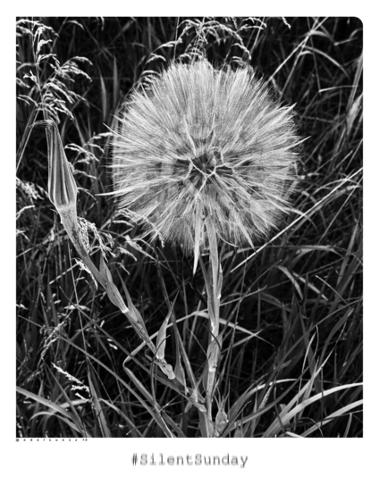 Schwarzweißfotografie: riesige helle, kugelförmige Pusteblume, drum herum hohes Gras 