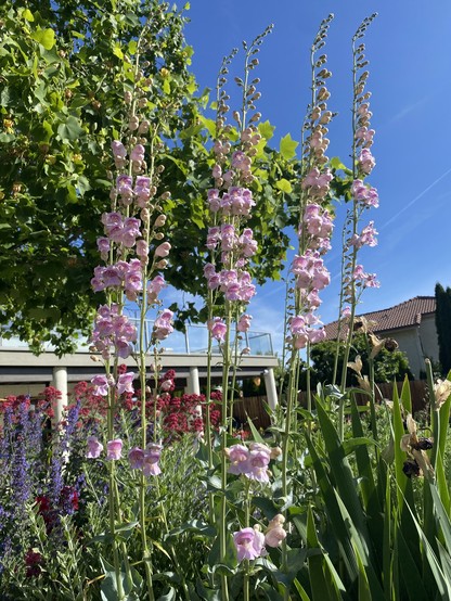 Long stalks of Palmer's Penstemons against green tulip tree and blue sky. The penstemon flowers are light pink, and the stalks are tall about 3~4 ft, full of flowers and buds. 
