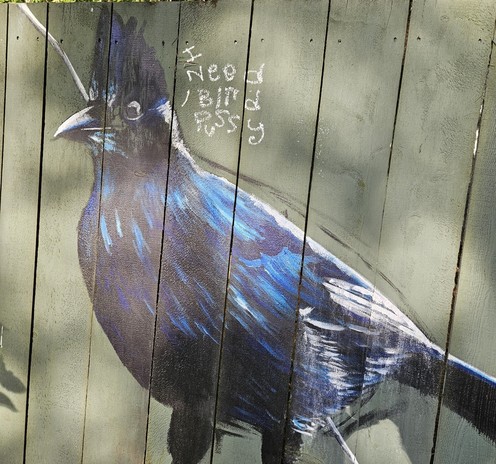 A loose acrylic mural painting of a stellers Jay on a green fence. Above it someone wrote 