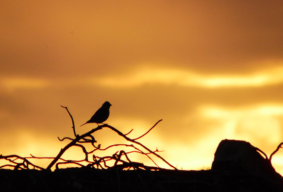 Silhouette of a linnet perched on a branch in front of a soft golden sunset.