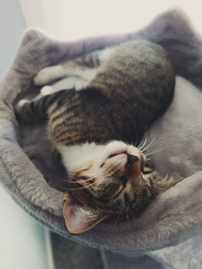 a young kitten sleeps peacefully in a round, soft platformed bed with cat ears cutely added into its design. she is so at ease that her head is pushing slightly out of the bed's circular threshold, head tilted upward displaying her gentle, contented smile. a warming afternoon glow drapes across her from the window overlooking her sleeping spot. a small moment of bliss for a tiny girl
