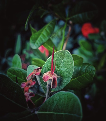 Red dessicated flower and green leaves 