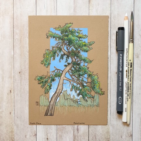 Original drawing - Scots Pine Tree
A drawing of an old Scots Pine tree in colour with a blue background.
Materials: colour pencil, mixed media, acid free buff coloured paper
Width: 5 inches
Height: 7 inches